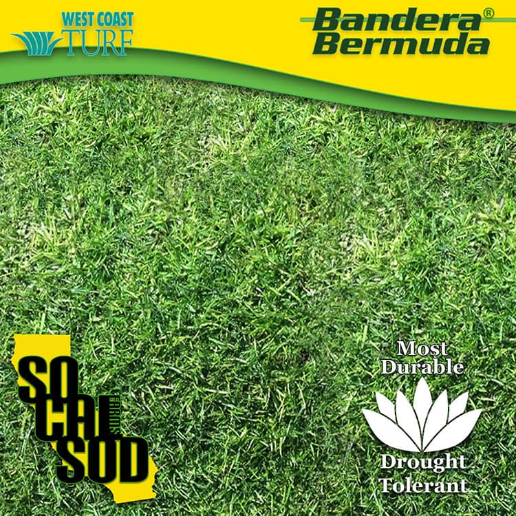 Bandera Bermuda AG Organics